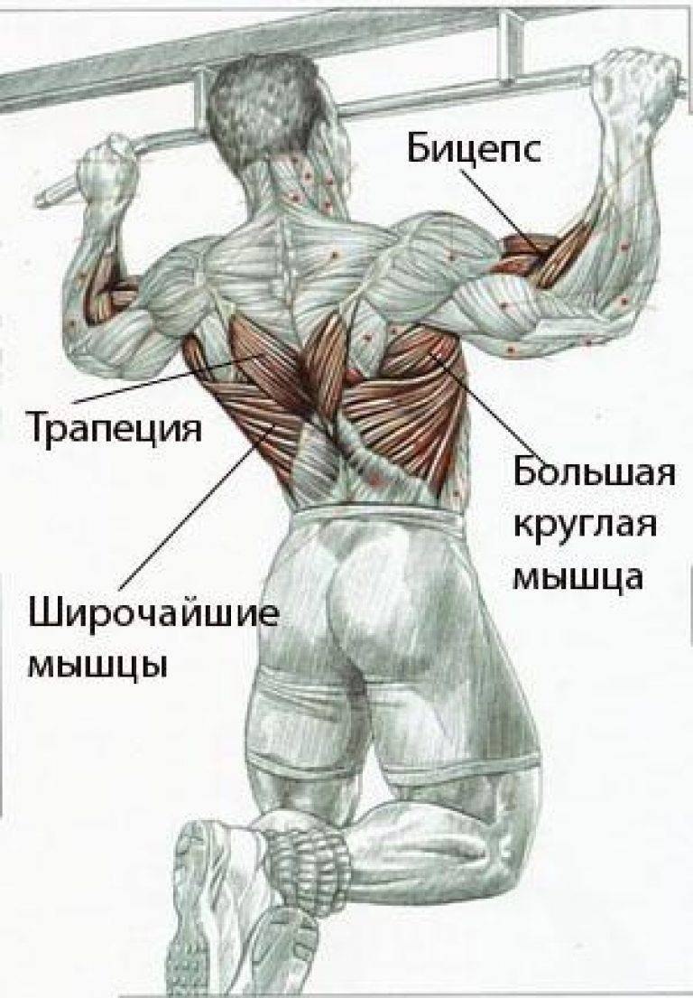 Подтягивания мышцы задействованы