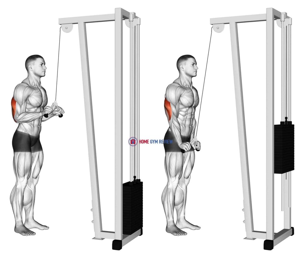 V-Bar Triceps Pushdowns