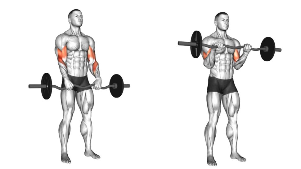 Barbell Preacher Curl