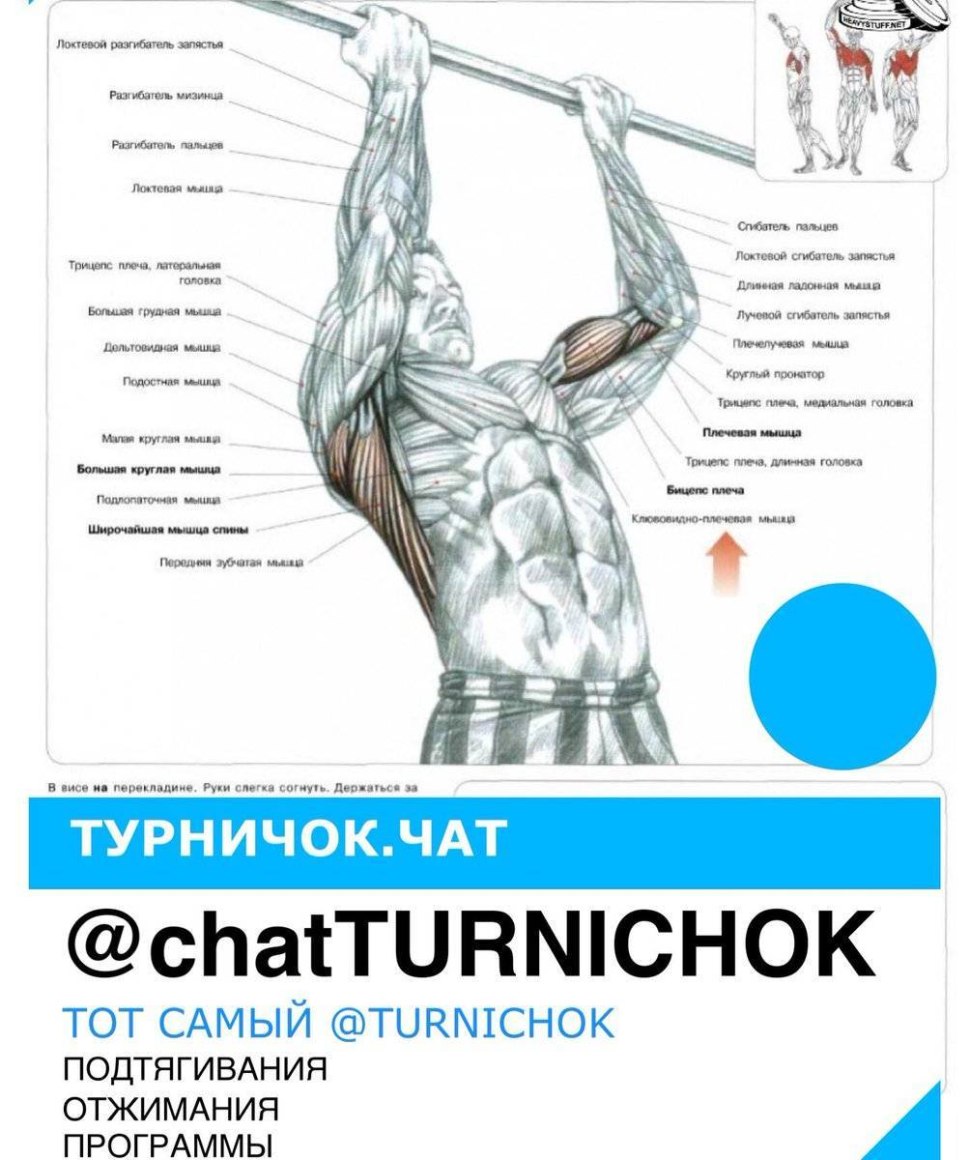 Упражнения на турнике группы мышц