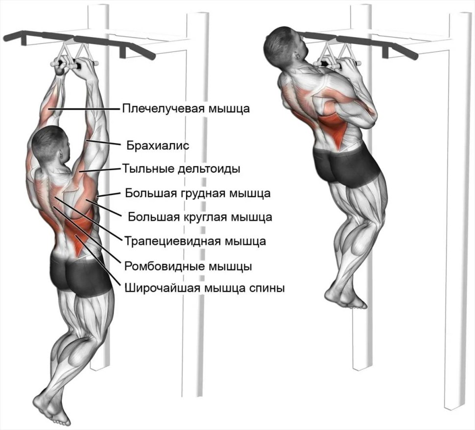 Подтягивания параллельным хватом мышцы