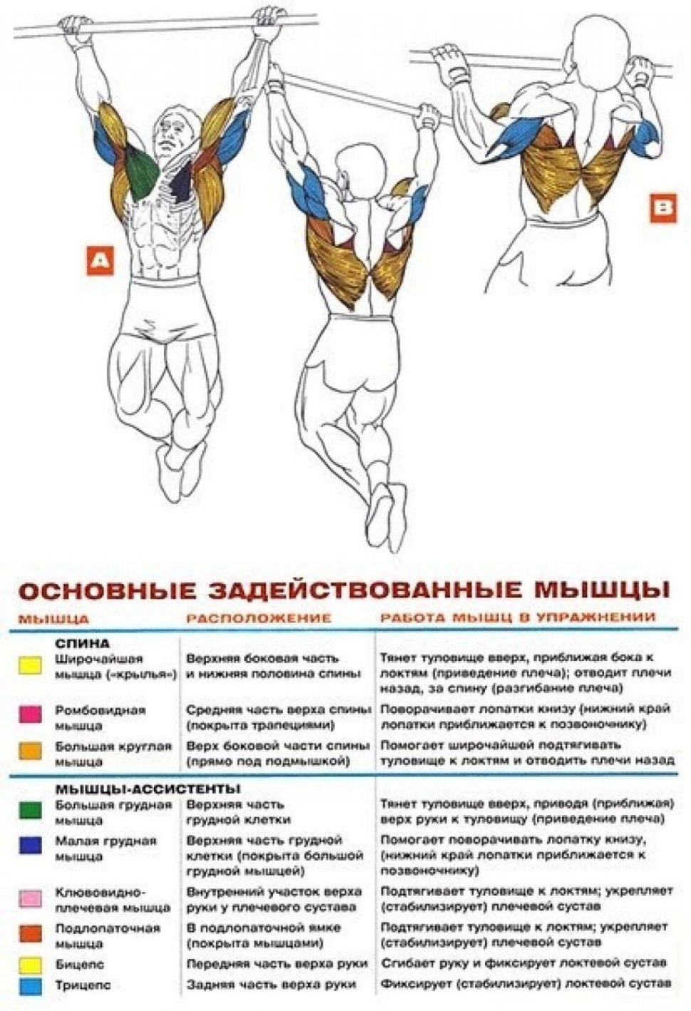 Подтягивания хваты группы мышц