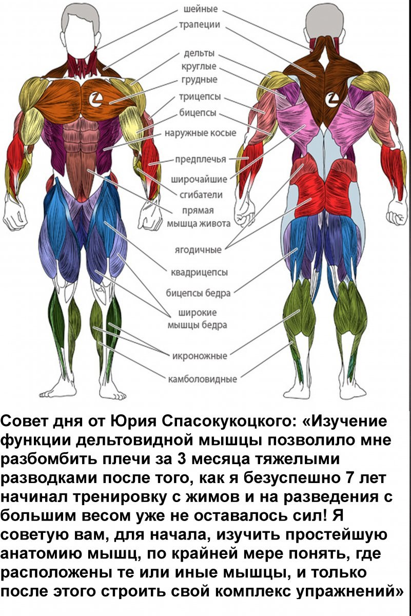 Дельтовидная мышца где находится