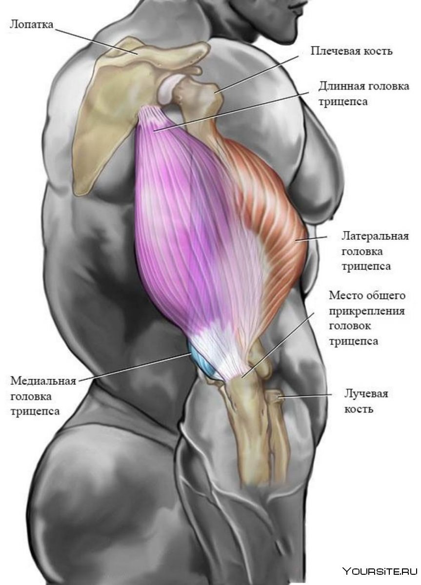 Латеральная головка трицепса