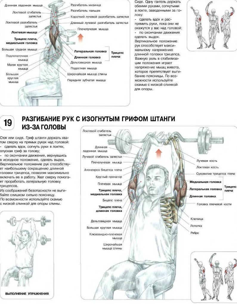 Упражнения на трицепс с кривым грифом