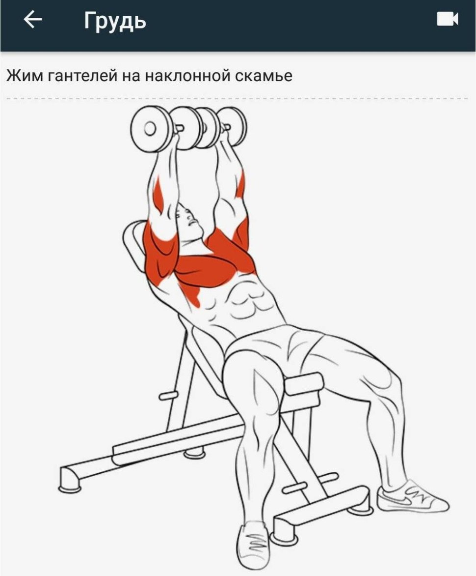 Жим гантелей лежа мышцы