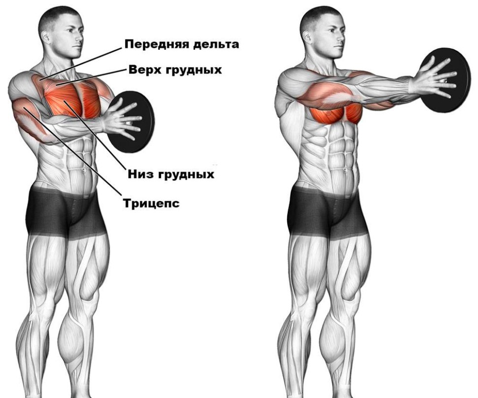 Как прокачать грудные мышцы гантелями