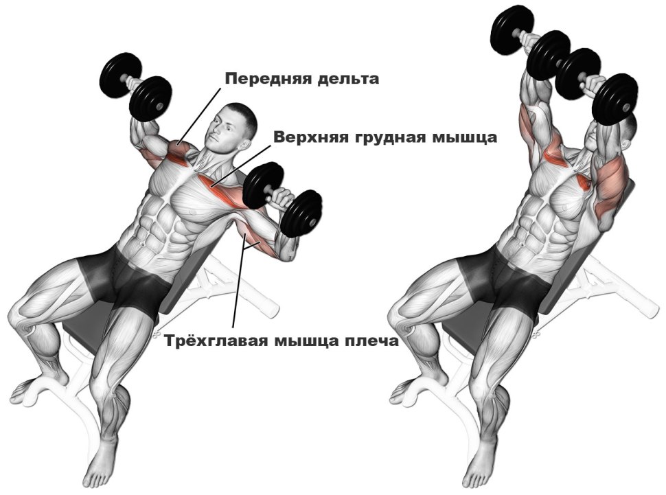 Жим лежа гантели техника