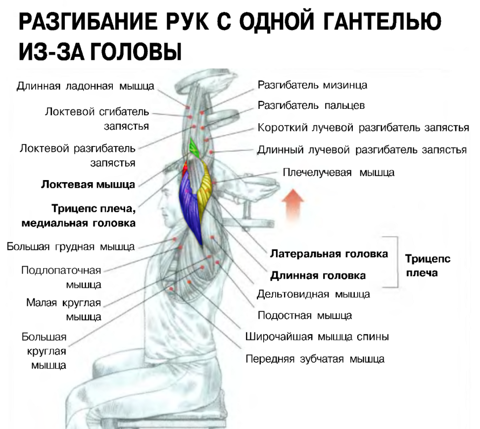 Французский жим гантелей стоя