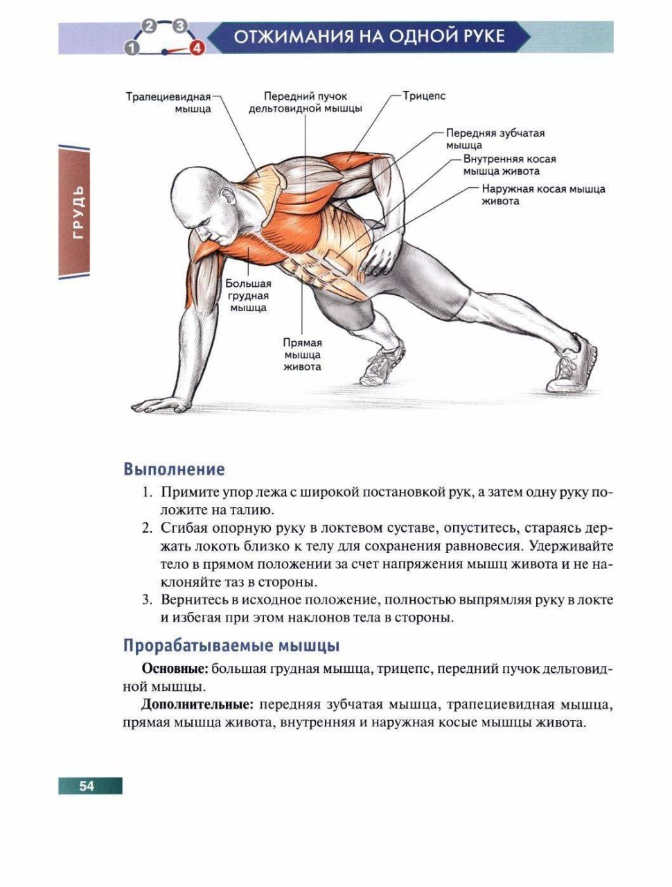 Схема отжиманий от пола для грудных мышц