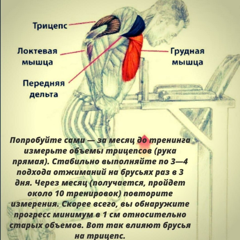Мышцы задействованные при отжимании на брусьях