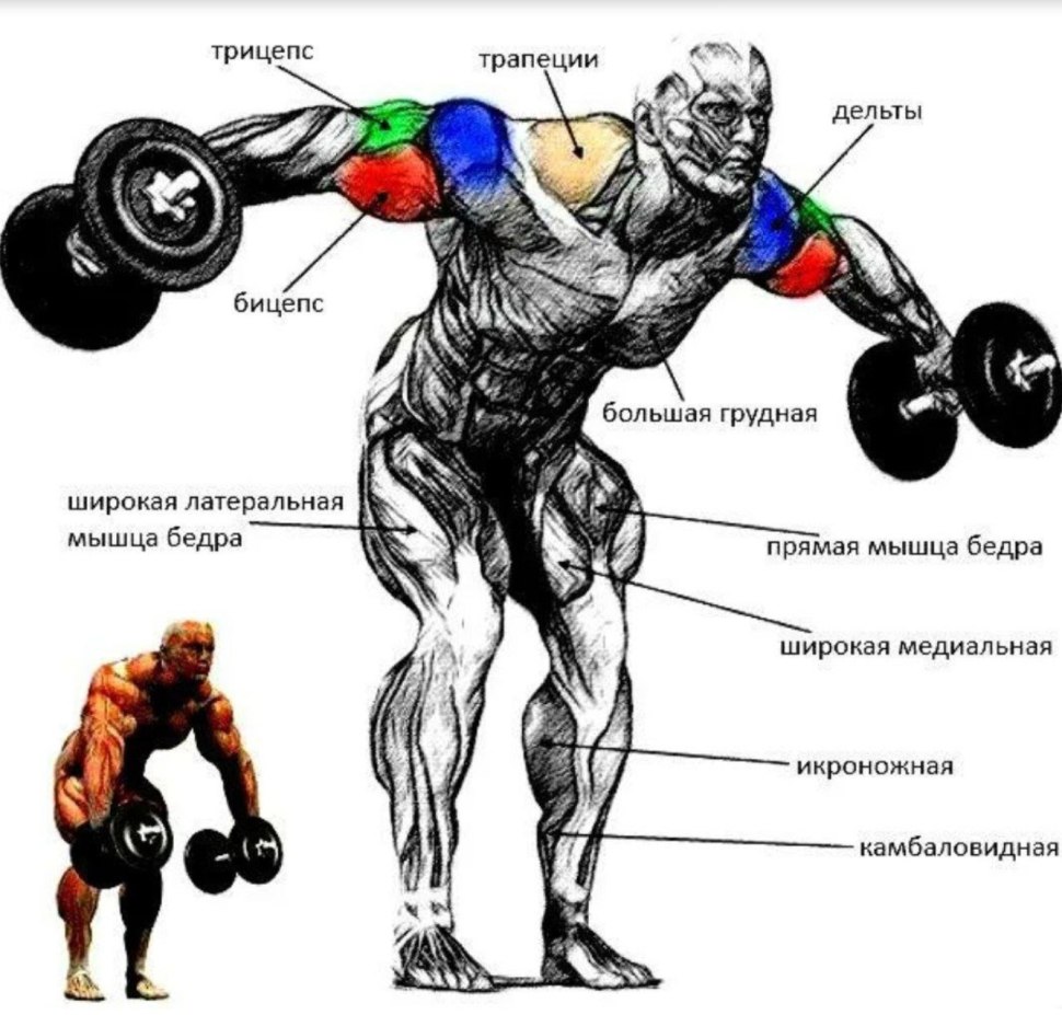 Упражнения на дельтовидные мышцы в наклоне с гантелями