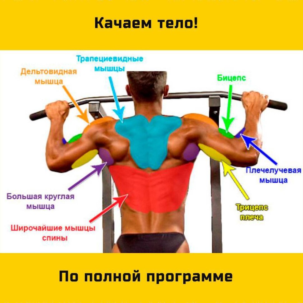 Мышцы при подтягивании на турнике