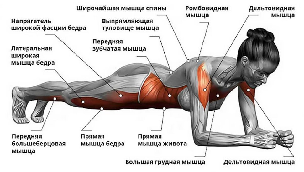 Мышцы которые задействуются при планке