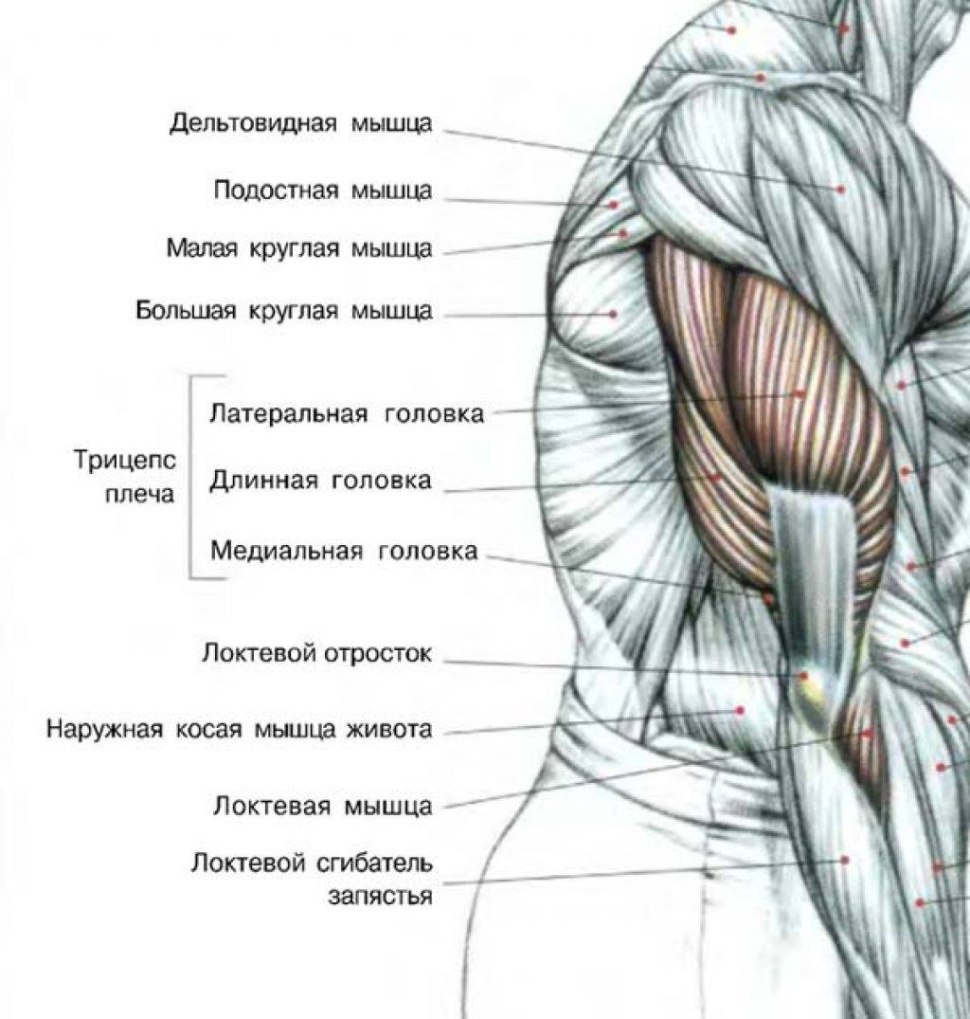 Упражнения на латеральный пучок трицепса