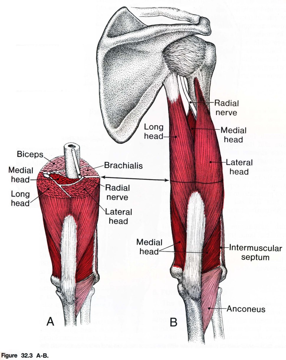 Triceps brachii анатомия