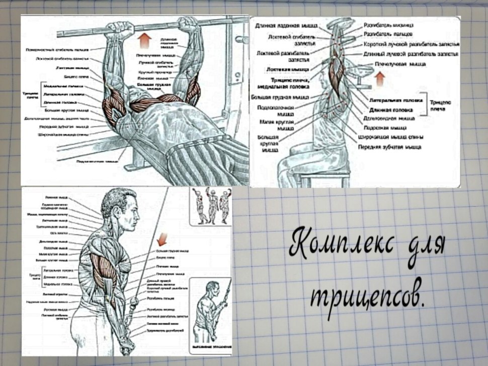 Лучший комплекс упражнений для бицепсов